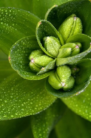 Fresh dewdrops on lily buds in springtime